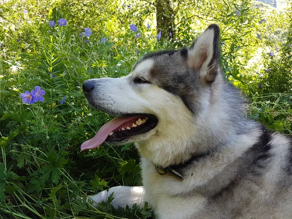 Alaskan Malamute köpek yeşil çim bir yürüyüş üzerinde dinleniyor.