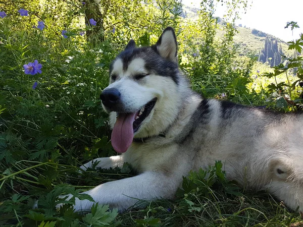 Alaskan Malamute köpek yeşil çim bir yürüyüş üzerinde dinleniyor.