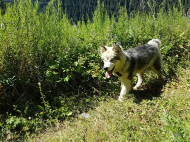 Köpek Alaskan Malomut yaz aylarında dağlarda yürüyor.