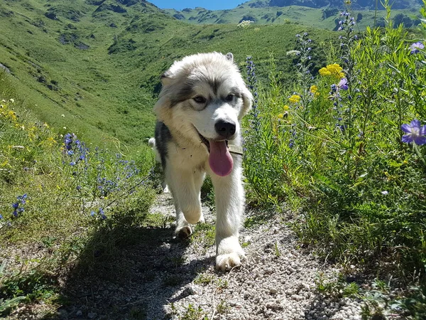 狗阿拉斯加马洛穆特在夏天走在山上 — 图库照片