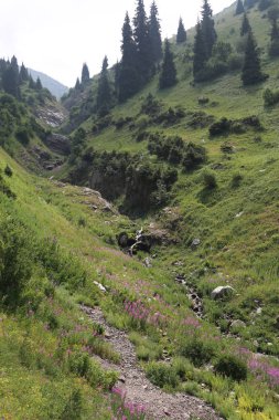 Yaz aylarında dağlarda bitkiler.