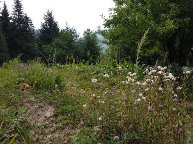 Sabahları dağ ormanında yaz manzarası.