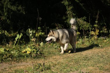 Alaskan Malamute köpek yaz aylarında dağlarda yürüyor.