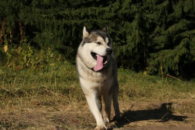 Alaskan Malamute köpek yaz aylarında dağlarda yürüyor.