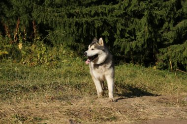 Alaskan Malamute köpek yaz aylarında dağlarda yürüyor.
