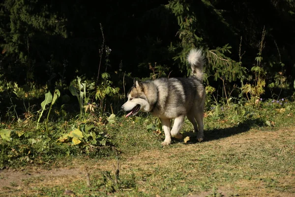 Alaskan Malamute köpek yaz aylarında dağlarda yürüyor.