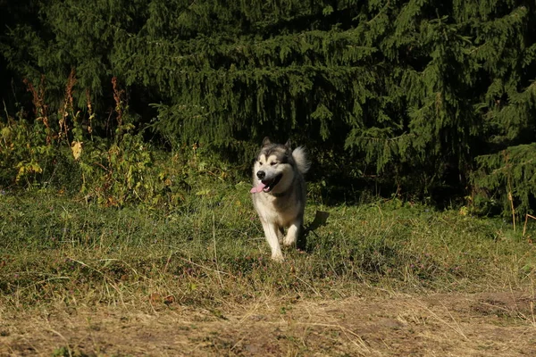 Alaskan Malamute köpek yaz aylarında dağlarda yürüyor.