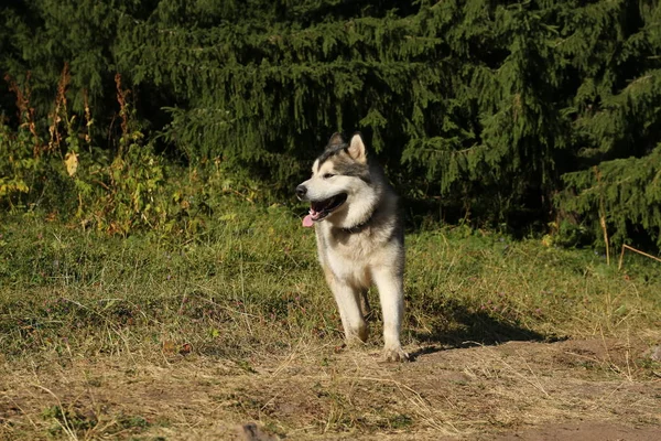 Alaskan Malamute köpek yaz aylarında dağlarda yürüyor.