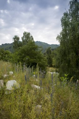 Dağ ormanında yaz manzarası.