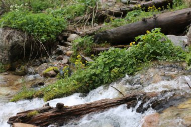 Bir yaz sabahı dağlarda Manzara.