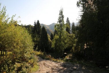 Yaz sabahı bir dağ ormanında manzara..
