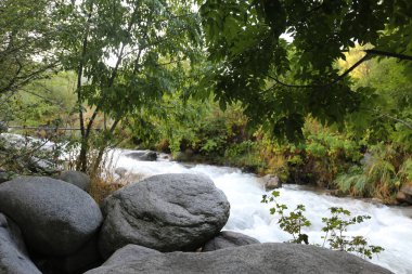 Yaz sabahı bir dağ ormanında manzara..