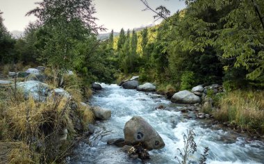 Yaz sabahı bir dağ ormanında manzara..