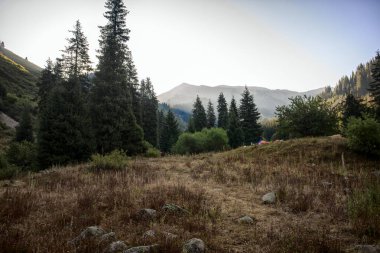 Yaz sabahı bir dağ ormanında manzara..