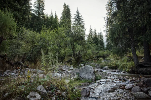 Yaz sabahı bir dağ ormanında manzara..
