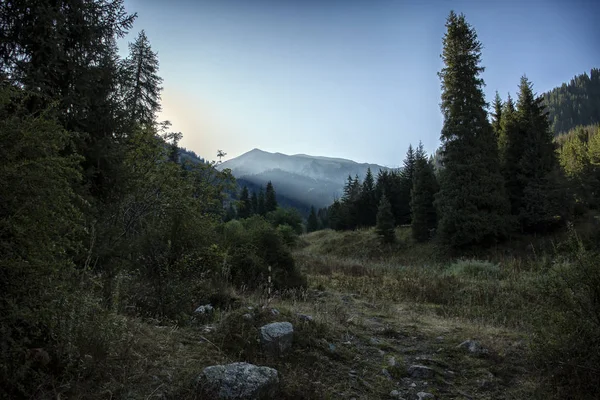 Yaz sabahı bir dağ ormanında manzara..