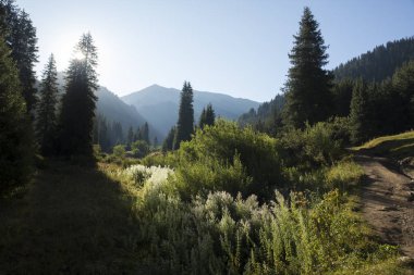 Bir yaz sabahı dağlarda Orman.