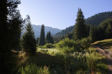 Bir yaz sabahı dağlarda Orman.