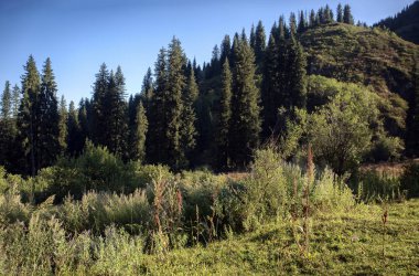 Bir yaz sabahı dağlarda Orman.