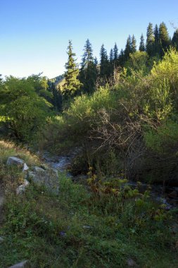 Bir yaz sabahı dağlarda Orman.