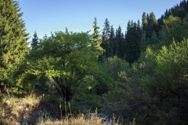 Bir yaz sabahı dağlarda Orman.