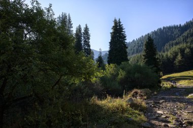 Bir yaz sabahı dağlarda Orman.