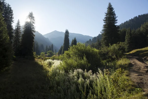 Bir yaz sabahı dağlarda Orman.