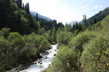 Bir dağ ormanında bir nehir ile Yaz manzara.
