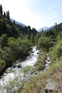 Bir dağ ormanında bir nehir ile Yaz manzara.