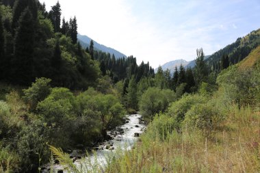 Bir dağ ormanında bir nehir ile Yaz manzara.