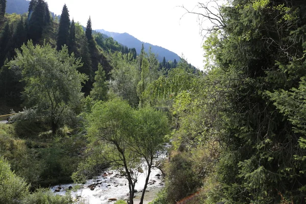 山林の川のある夏の風景 — ストック写真