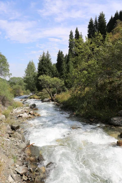 Sommerlandschaft Mit Fluss Bergwald — Stockfoto