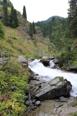 Bir yaz sabahı ormanda bir dağ dere ile Manzara.