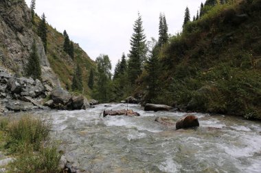 Bir yaz sabahı ormanda bir dağ dere ile Manzara.