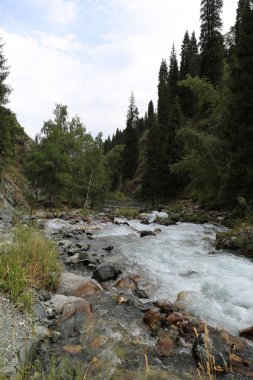 Bir yaz sabahı ormanda bir dağ dere ile Manzara.