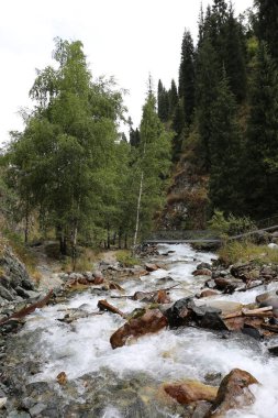 Bir yaz sabahı ormanda bir dağ dere ile Manzara.