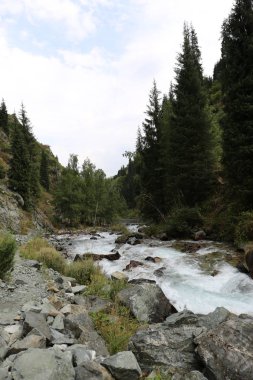 Bir yaz sabahı ormanda bir dağ dere ile Manzara.