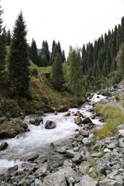 Bir yaz sabahı ormanda bir dağ dere ile Manzara.