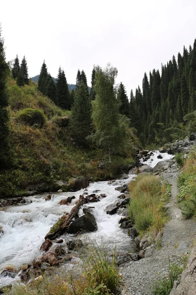 Bir yaz sabahı ormanda bir dağ dere ile Manzara.