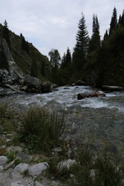 Bir Yaz Sabahı Ormanda Bir Dağ Dere Ile Manzara — Stok fotoğraf