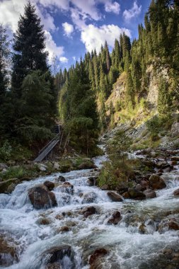 Bir dağ ormanında bir nehir ile Yaz manzara.