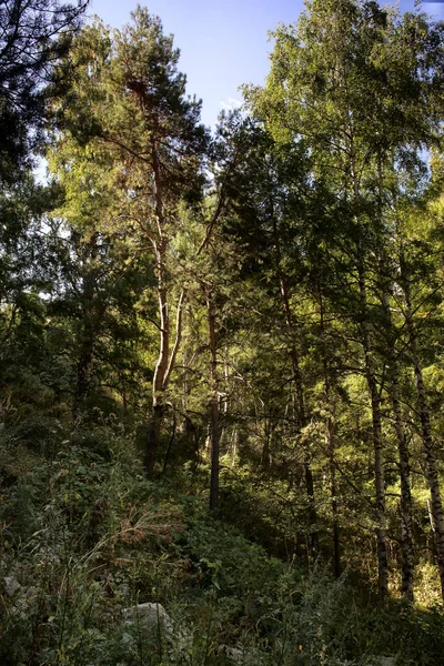 Landscape Mountain Forest Autumn Morning — Stock Photo, Image