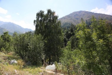 Bir sonbahar sabahı bir dağ ormanında manzara.