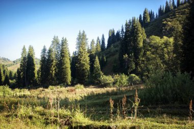 Bir sonbahar sabahı bir dağ ormanında manzara.