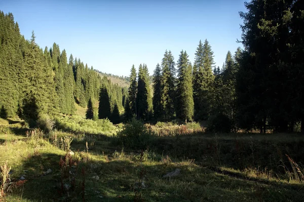 Bir Sonbahar Sabahı Bir Dağ Ormanında Manzara — Stok fotoğraf