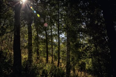 Bir sonbahar sabahı bir dağ ormanında manzara.