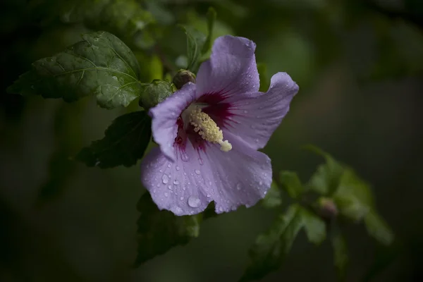 Őszi Virág Zöld Levelei Esőcseppek — Stock Fotó