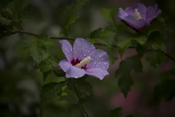 Őszi Virág Zöld Levelei Esőcseppek — Stock Fotó