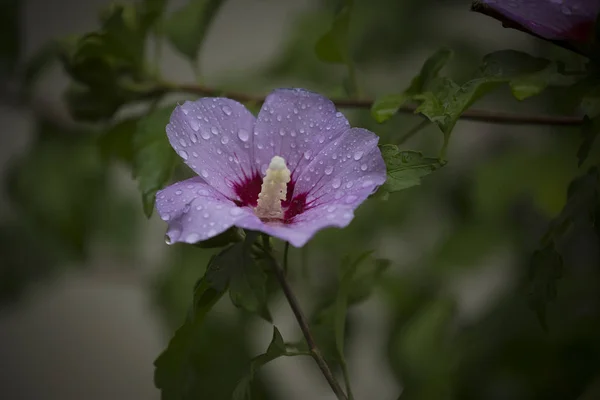 Autumn Flower Green Leaves Raindrops — Stock Photo, Image