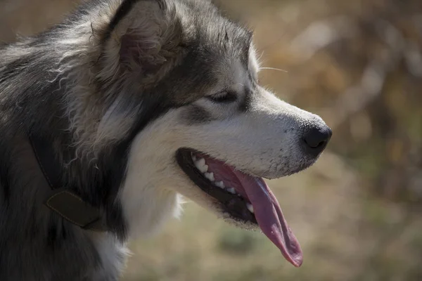 Alaskan Malamute Porträt Eines Großen Hundes Der Natur — Stockfoto